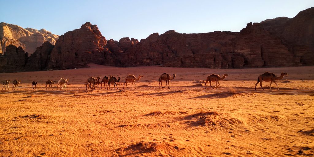 Camels walking through the desert in Wadi Rum